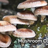 Food From Wood: Growing Edible & Medicinal Mushrooms on Logs, Stumps, and Wood Chips