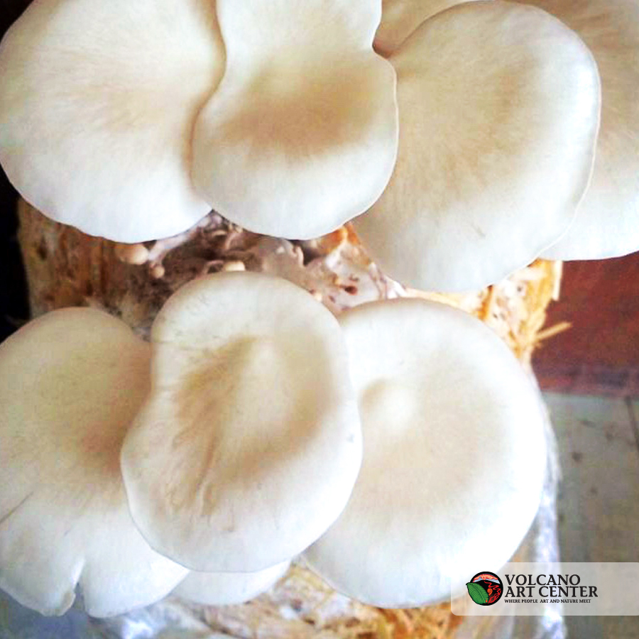 MushroomCultivation-mushroom