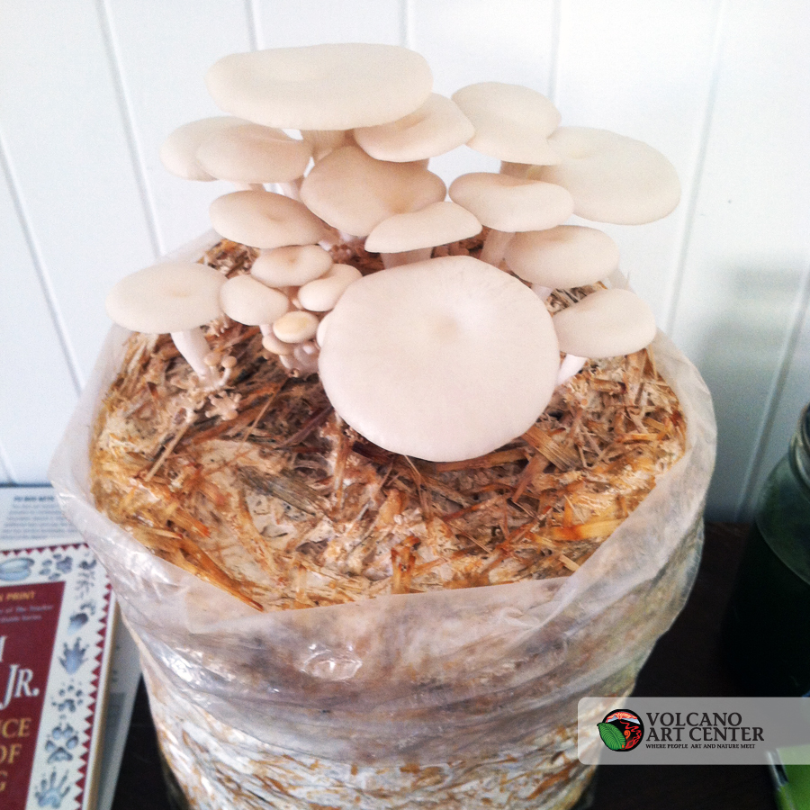 MushroomCultivation-mushroom2