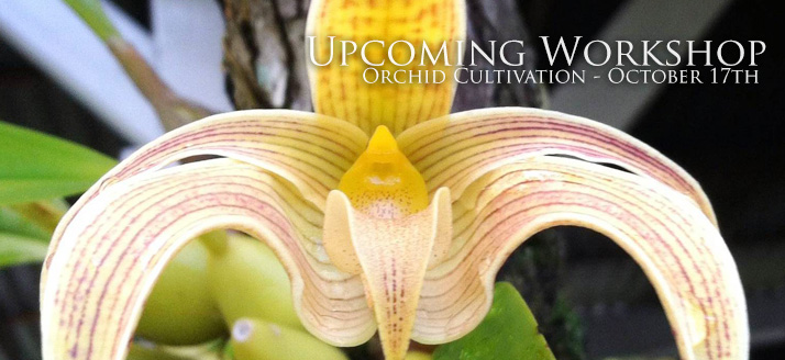 Orchid Cultivation Workshop| October 17