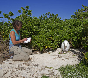 Photo-Dan Clark_Midway-Caren sketching laysan ablatross with egg