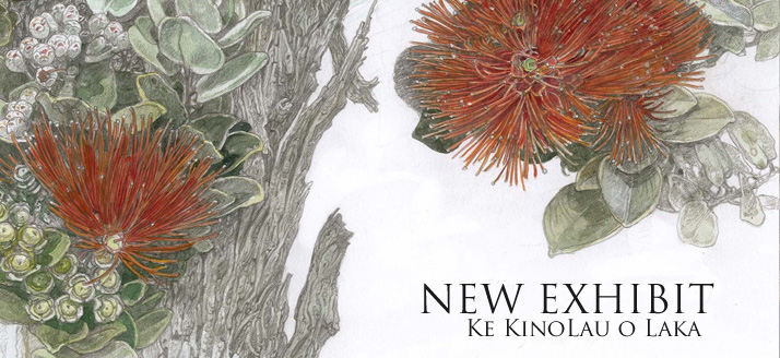 NEW EXHIBIT: Ke Kinolau O Laka: The Embodiment Of Laka, Goddess Of Hula