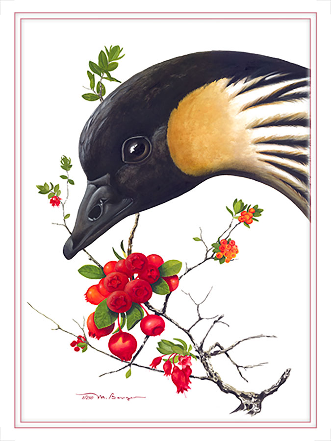 Nēnē, UC Print by Marian Berger