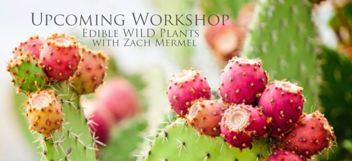Edible Wild Plants Workshop with Zach Mermel