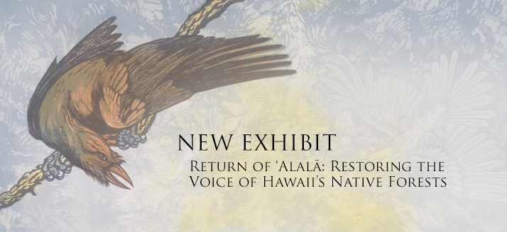 Return of ʻAlalā: Restoring the Voice of Hawaiʻiʻs Native Forests