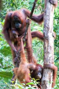 A busy day on the trunk; orangutans in Tanjung Puting National Park, Borneo