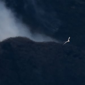 Koa'e Kea 6, Photograph by Jill Briggs