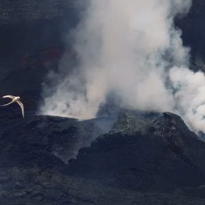 Koa'e Kea 4, Photograph by Jill Briggs