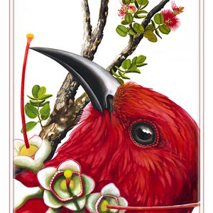 'Apapane, UC Print by Marian Berger