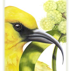 ‘Akiapōlā‘au, UC Print by Marian Berger