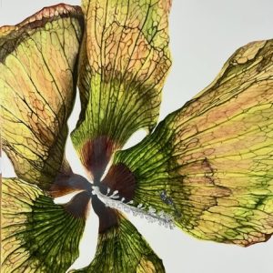 Aged Hau Leaf by Paula de la Cruz