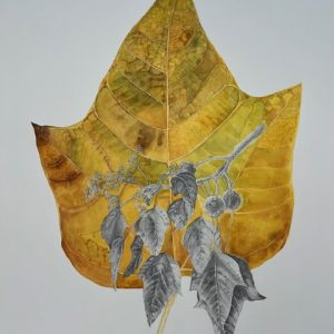 Aged Kukui Leaf by Paula de la Cruz