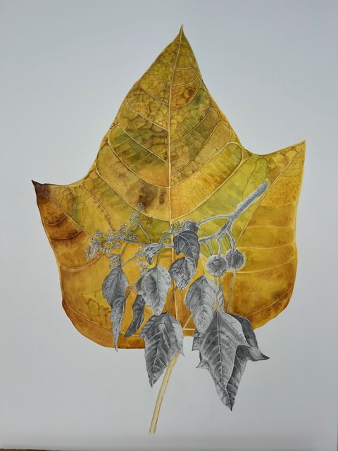 Aged Kukui Leaf by Paula de la Cruz