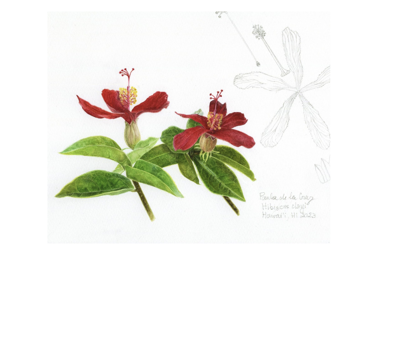 Hibiscus Clayi Deconstructed by Paula de La Cruz