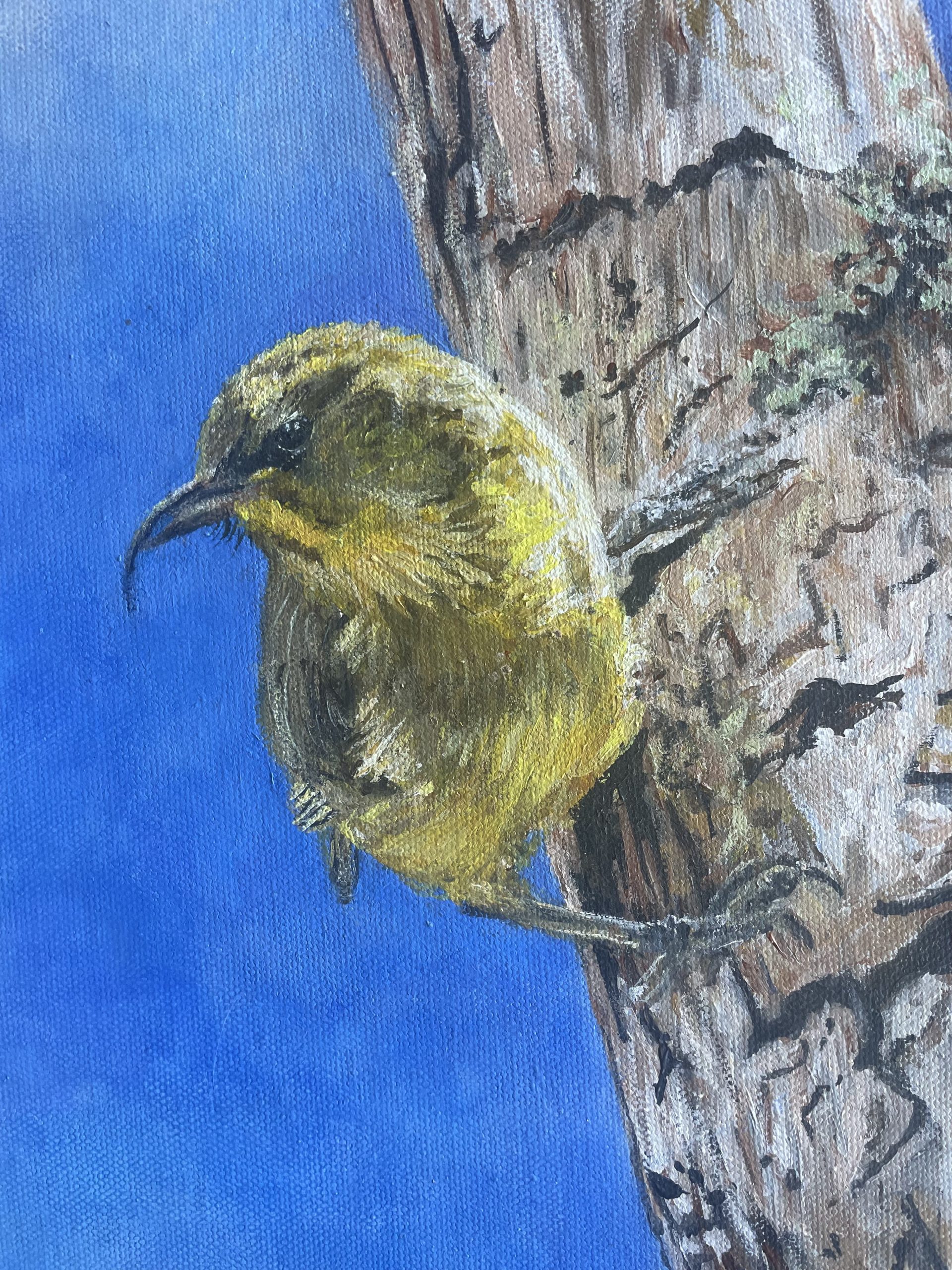 ʻAkiapōlāʻau, Painting by Diana Miller - Image 5