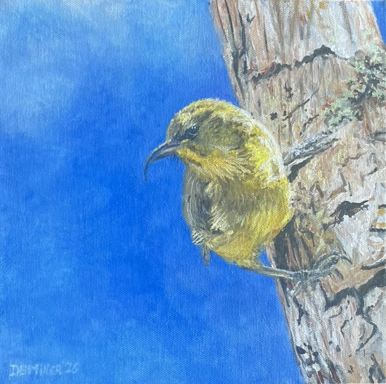 ʻAkiapōlāʻau, Painting by Diana Miller