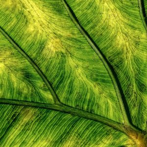 ʻApe Mature Leaf Photograph by Heidi Fickinger