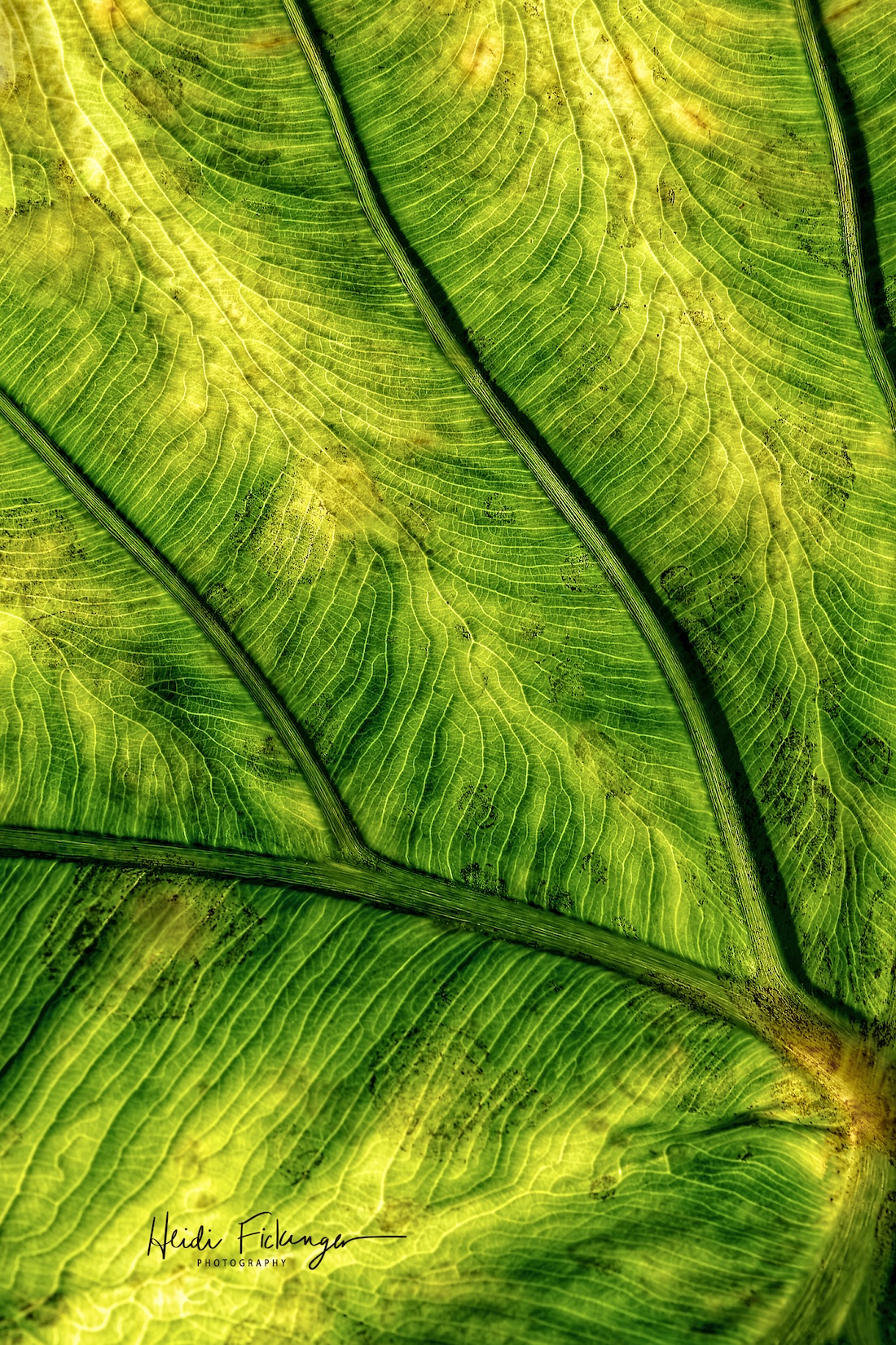 ʻApe Mature Leaf Photograph by Heidi Fickinger