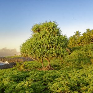 Coastal Hala Beauty Photograph by Heidi Fickinger