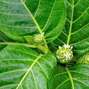 Noni Photograph by Heidi Fickinger