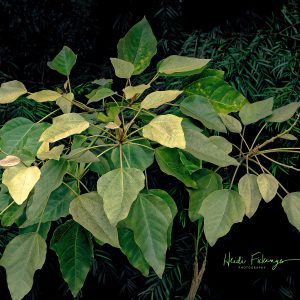 Kukui Magic Photograph by Heidi Fickinger