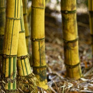 ʻOhe Photograph by Heidi Fickinger