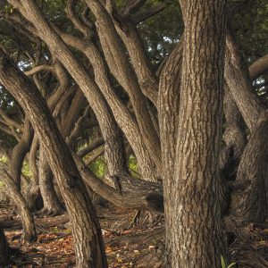 Ululāʻau ʻo Kamani Photograph by Heidi Fickinger