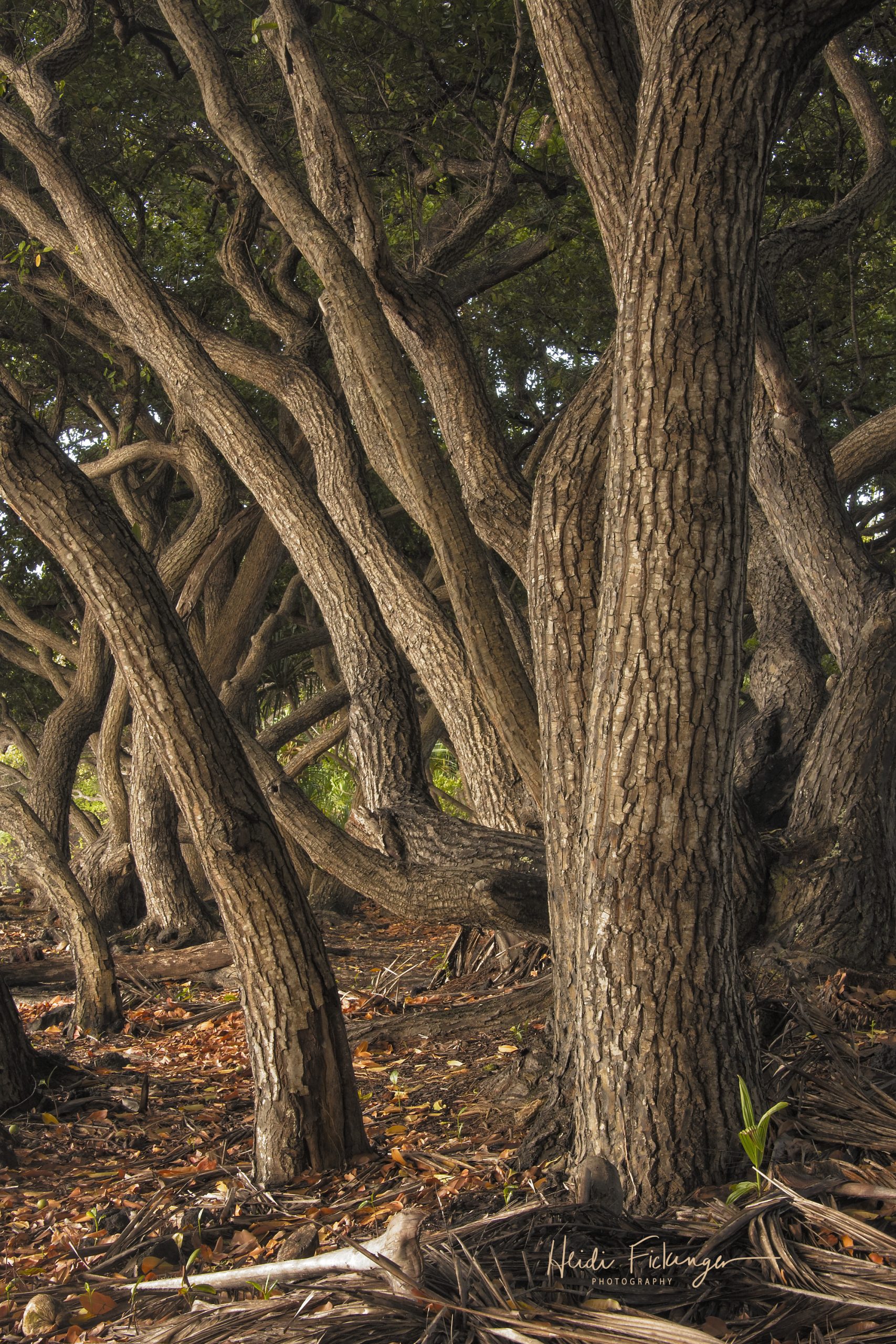 Ululāʻau ʻo Kamani Photograph by Heidi Fickinger