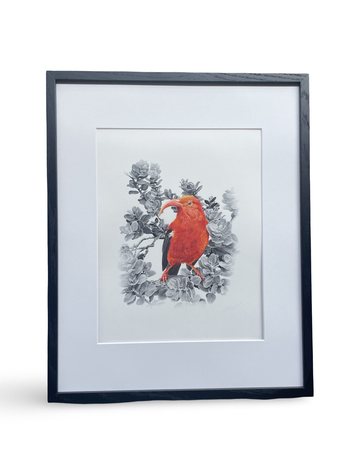 ʻI'iwi in ʻŌhiʻa III by Hunter Wilbur - Image 2