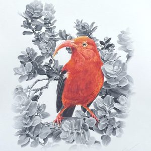 ʻI'iwi in ʻŌhiʻa III by Hunter Wilbur