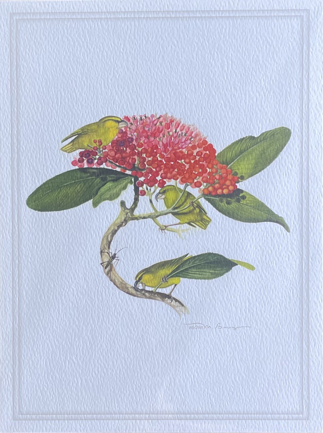 Kiwikui, Print (LEBH) by Marian Berger - Image 2