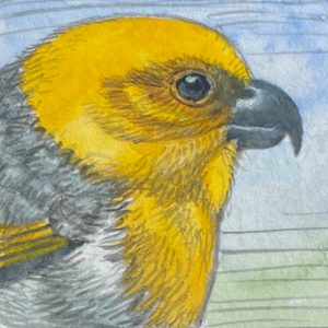 Palila original small sketch by John Dawson