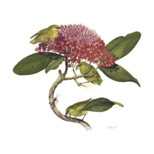 Kiwikui, Print (LEBH) by Marian Berger
